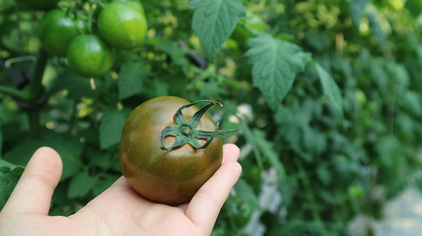 [포토뉴스] 함안 흑토마토, 면역력 강화 식품으로 인기