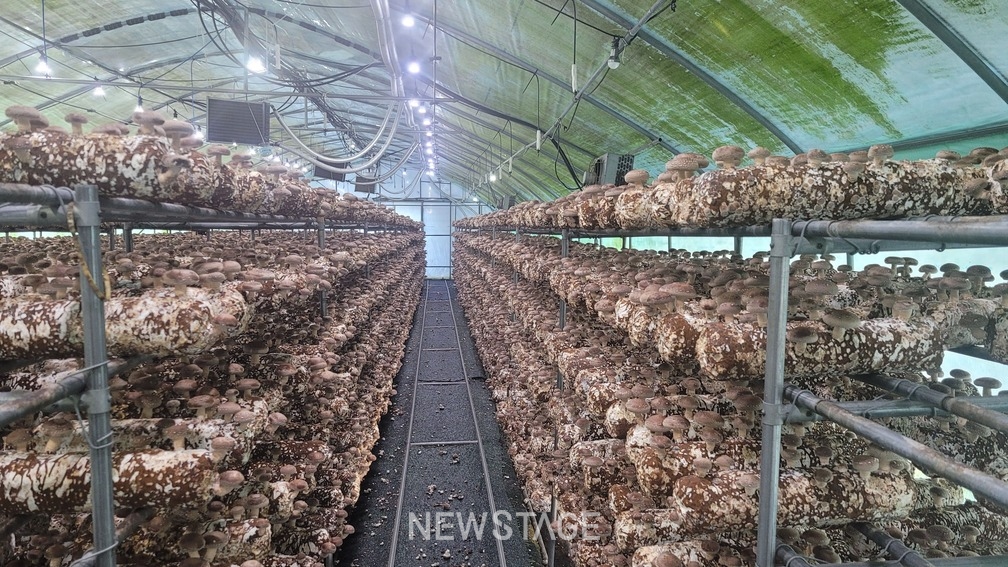 [포토뉴스] 경상남도 함안군 표고버섯 특산품