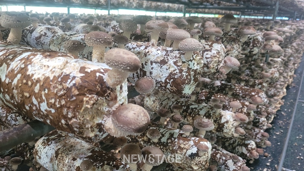 [포토뉴스] 항암효과에 좋은 함안군 표고버섯